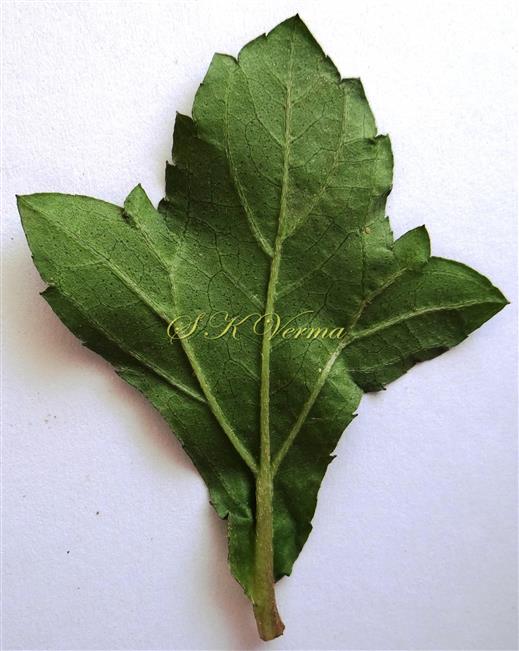  Leaf-Abaxial view